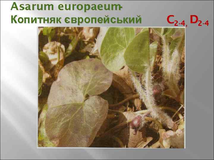 Asarum europaeum - Копитняк європейський C 2 -4, D 2 -4 