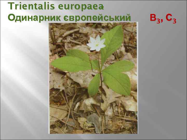 Trientalis europaea - Одинарник європейський В 3, С 3 