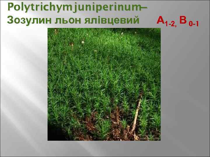 Polytrichym juniperinum– Зозулин льон ялівцевий А 1 -2, В 0 -1 