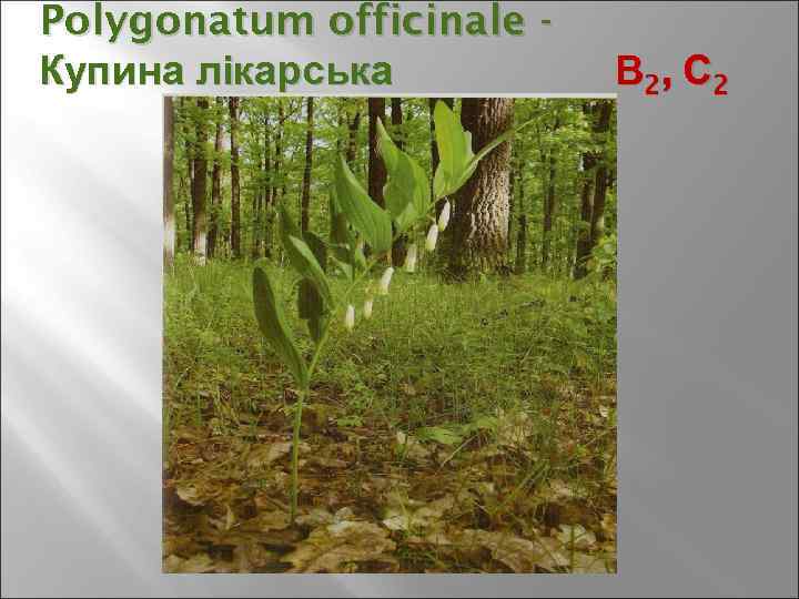 Polygonatum officinale Купина лікарська В 2, С 2 