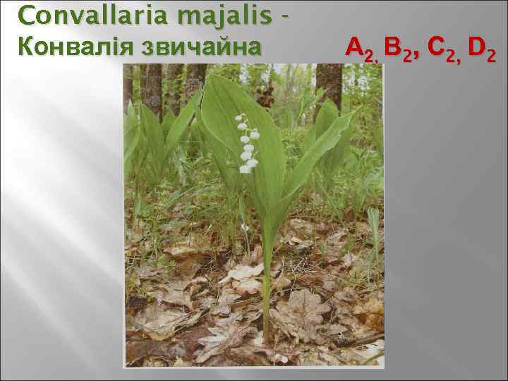 Convallaria majalis Конвалія звичайна А 2, В 2, С 2, D 2 