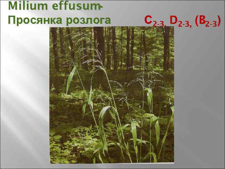 Milium effusum- Просянка розлога С 2 -3, D 2 -3, (B 2 -3) 