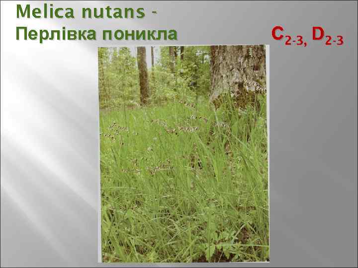 Melica nutans Перлівка поникла С 2 -3, D 2 -3 