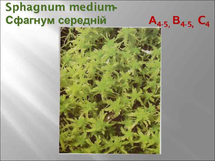 Sphagnum medium- Сфагнум середній А 4 -5, В 4 -5, C 4 