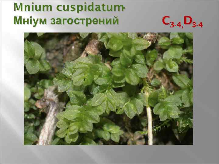 Mnium cuspidatum - Мніум загострений C 3 -4, D 3 -4 