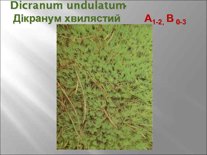 Dicranum undulatum Дікранум хвилястий А 1 -2, В 0 -3 