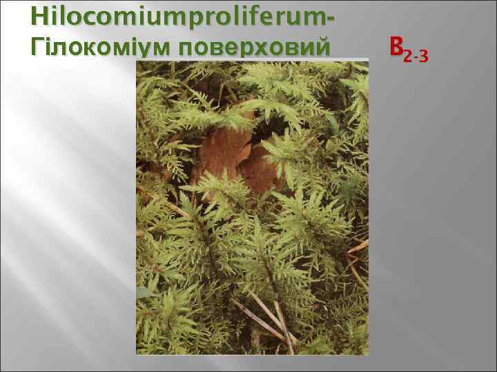 Hilocomiumproliferum- Гілокоміум поверховий B 2 -3 