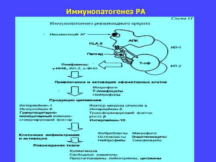 Схема иммунопатогенеза сепсиса