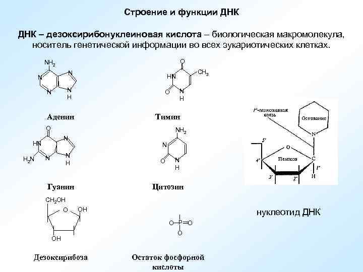 Функции днк. ДНК дезоксирибонуклеиновая кислота функции. Строение, свойства и биологическая роль ДНК И РНК.. Структура и функции ДНК. Строение и роль ДНК.