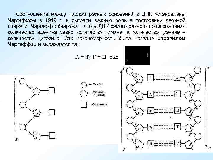Соотношение между числом разных оснований в ДНК установлены Чаргаффом в 1949 г. и сыграли