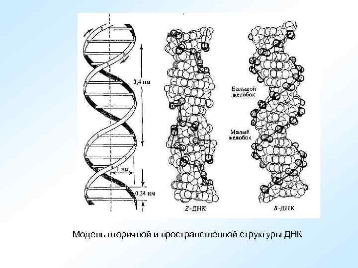 Модель вторичной и пространственной структуры ДНК 