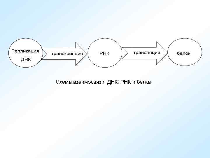 Схема взаимосвязи ДНК, РНК и белка 