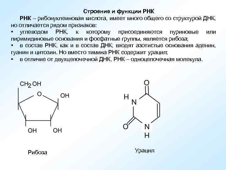 Днк содержит рибозу. Рибонуклеиновая кислота строение. Рибоза в РНК. Рибоза в составе РНК. РНК рибоза строение.