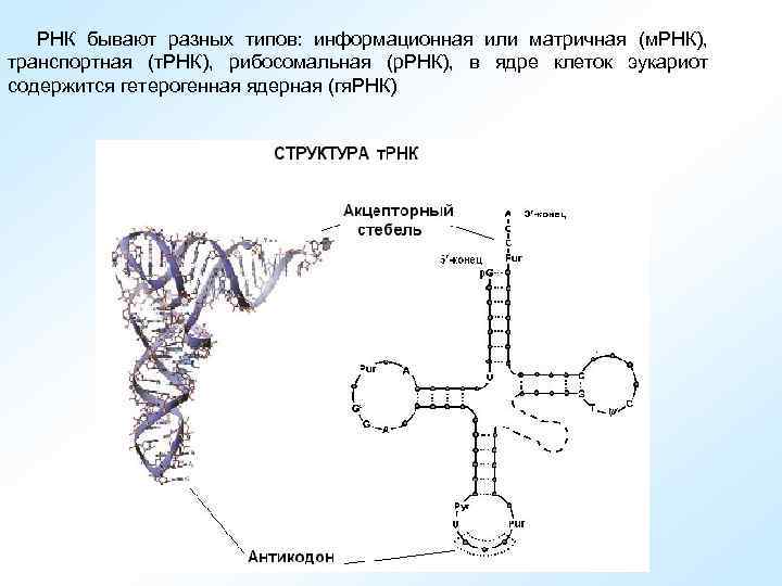 Виды трнк