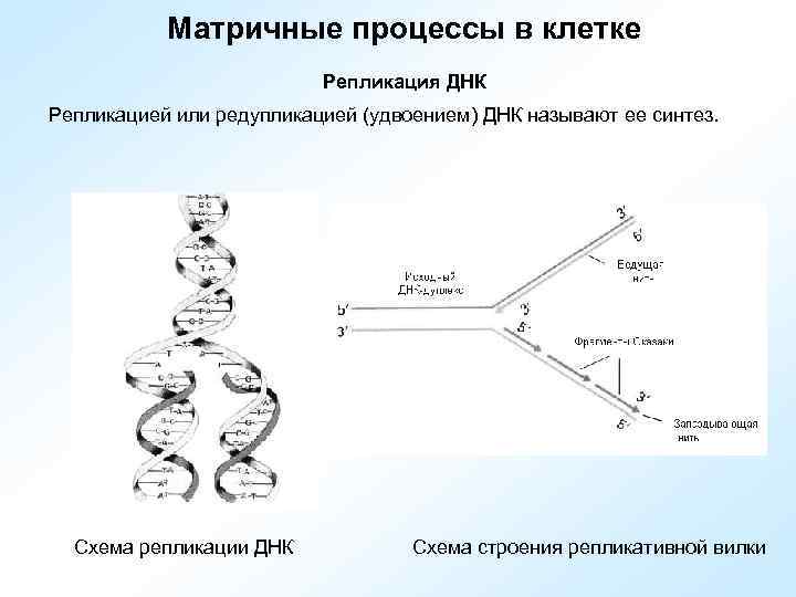 Редупликация днк последовательность