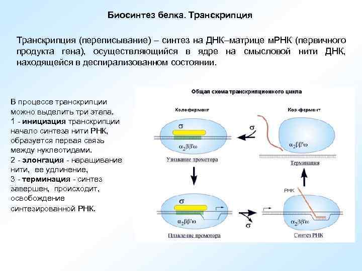Процесс транскрипции осуществляется в ядре. Процесс транскрипции. Процесс транскрипции происходит в ядре. Синтез МРНК как происходит.