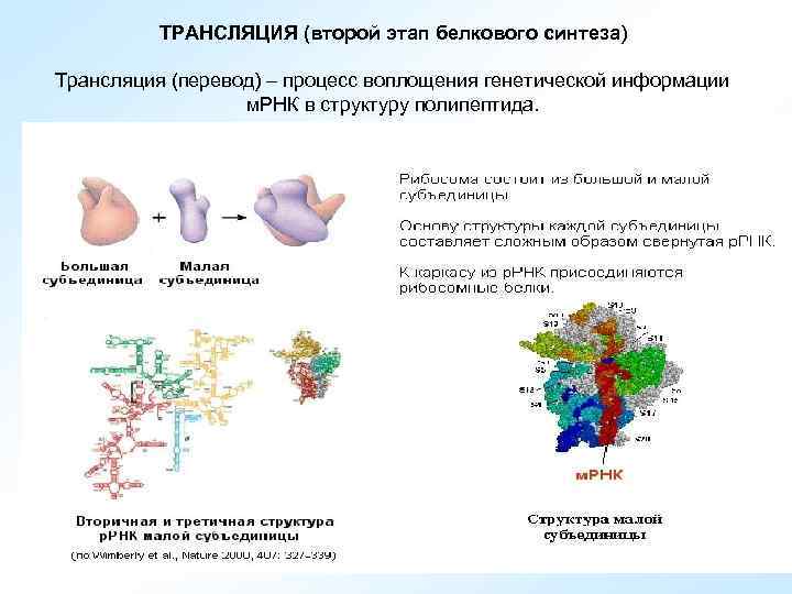 ТРАНСЛЯЦИЯ (второй этап белкового синтеза) Трансляция (перевод) – процесс воплощения генетической информации м. РНК
