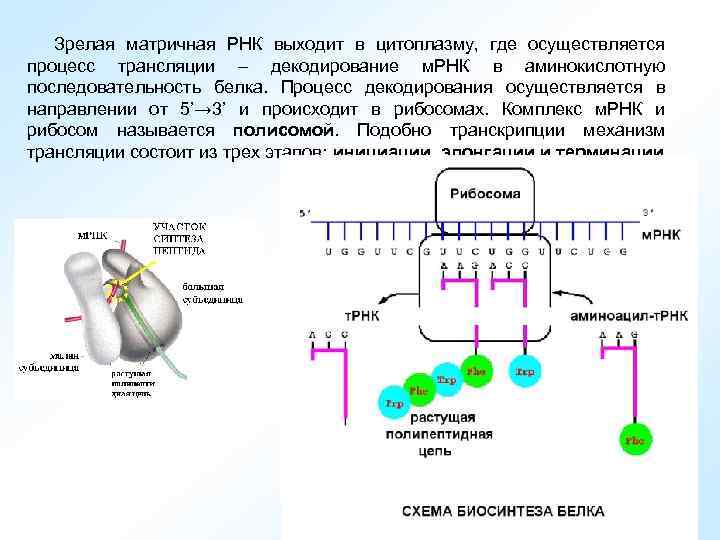 Зрелая матричная РНК выходит в цитоплазму, где осуществляется процесс трансляции – декодирование м. РНК