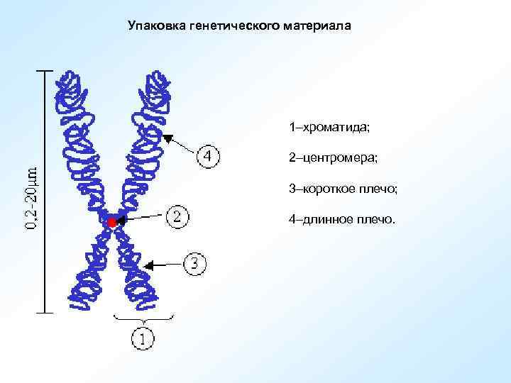 Упаковка генетического материала 1–хроматида; 2–центромера; 3–короткое плечо; 4–длинное плечо. 