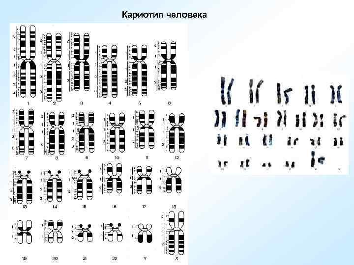 Кариотип человека 