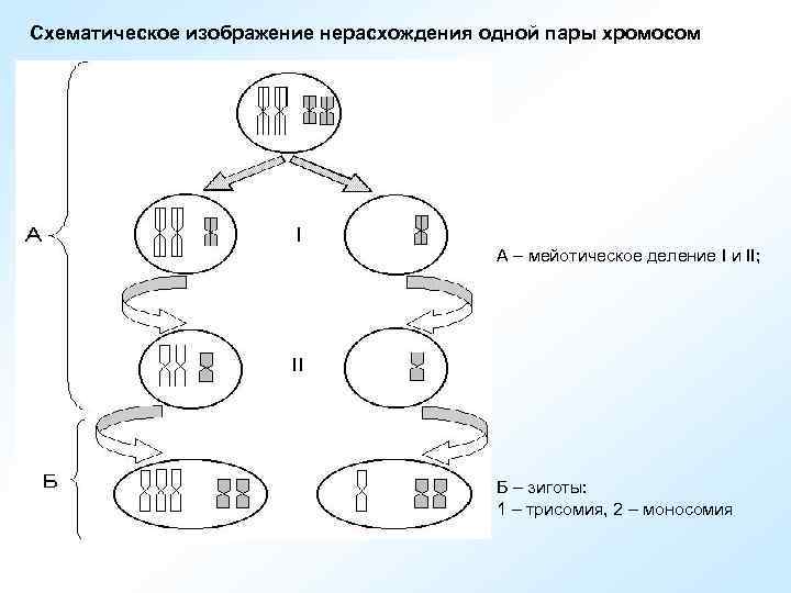 Каким номером на схеме обозначено мейотическое. Схематическое изображение нерасхождения одной пары хромосомы. Нерасхождение хромосом. Первичное нерасхождение хромосом задачи. Мейотическое нерасхождение.