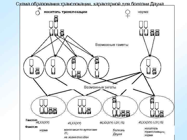 Схема образования транслокации, характерной для болезни Дауна ♂ ♀ носитель транслокации норма 21 15