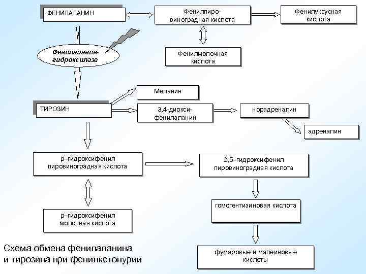 ФЕНИЛАЛАНИН Фенилаланингидроксилаза Фенилуксусная кислота Фенилпировиноградная кислота Фенилмолочная кислота Меланин ТИРОЗИН 3, 4 -диоксифенилаланин норадреналин