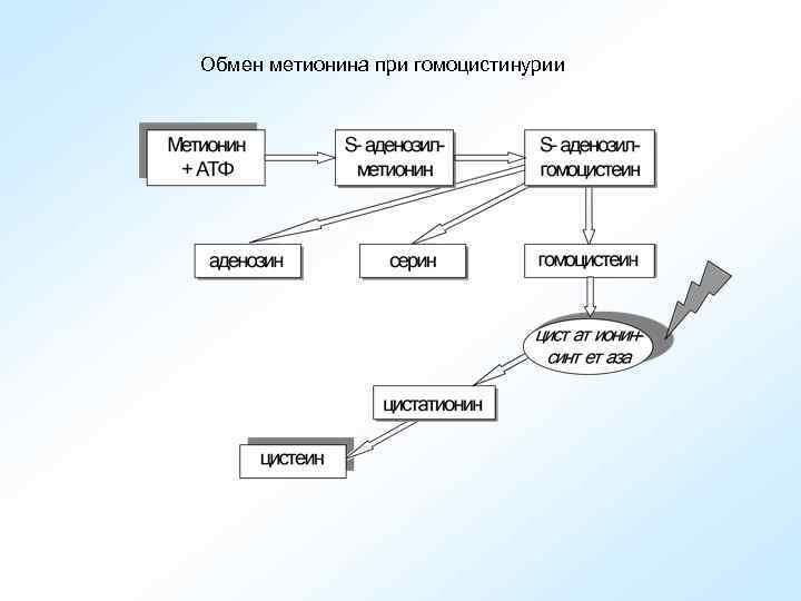 Обмен метионина при гомоцистинурии 