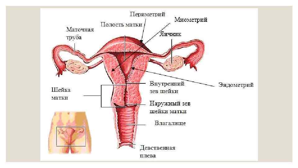 Картинка женской половой системы