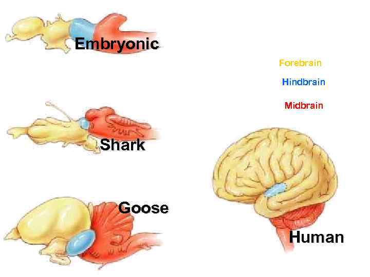 Embryonic Forebrain Hindbrain Midbrain Shark Goose Human 