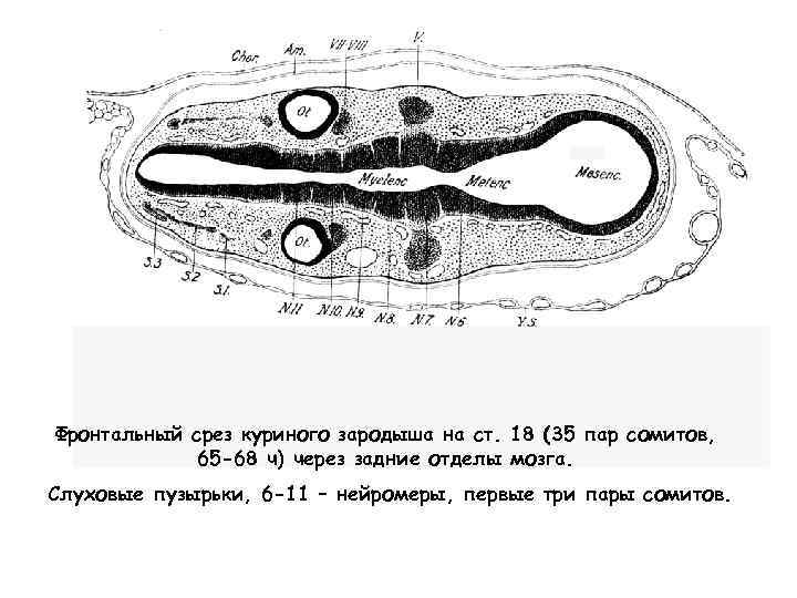 Фронтальный срез куриного зародыша на ст. 18 (35 пар сомитов, 65 -68 ч) через