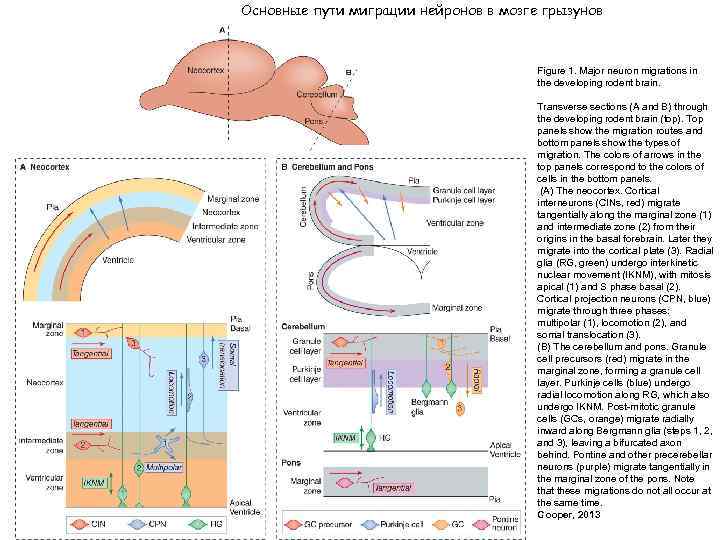 Основные пути миграции нейронов в мозге грызунов Figure 1. Major neuron migrations in the