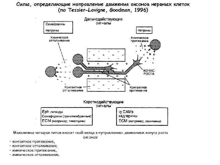 Силы, определяющие направление движения аксонов нервных клеток (по Tessier-Lavigne, Goodman, 1996) • • Механизмы