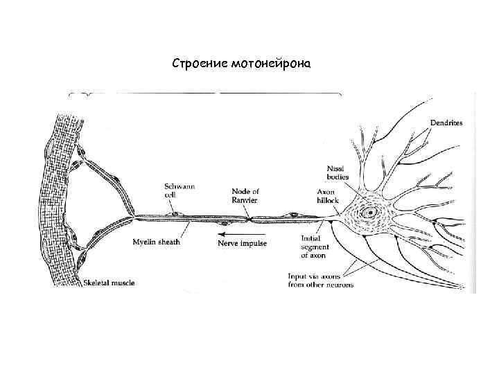 Схема субмикроскопического строения мультиполярного нейрона