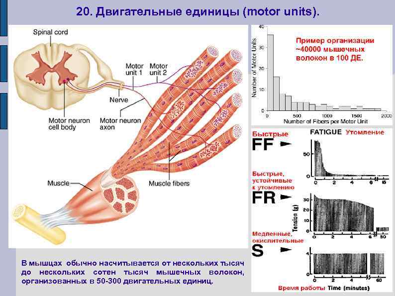 20. Двигательные единицы (motor units). В мышцах обычно насчитывается от нескольких тысяч до нескольких