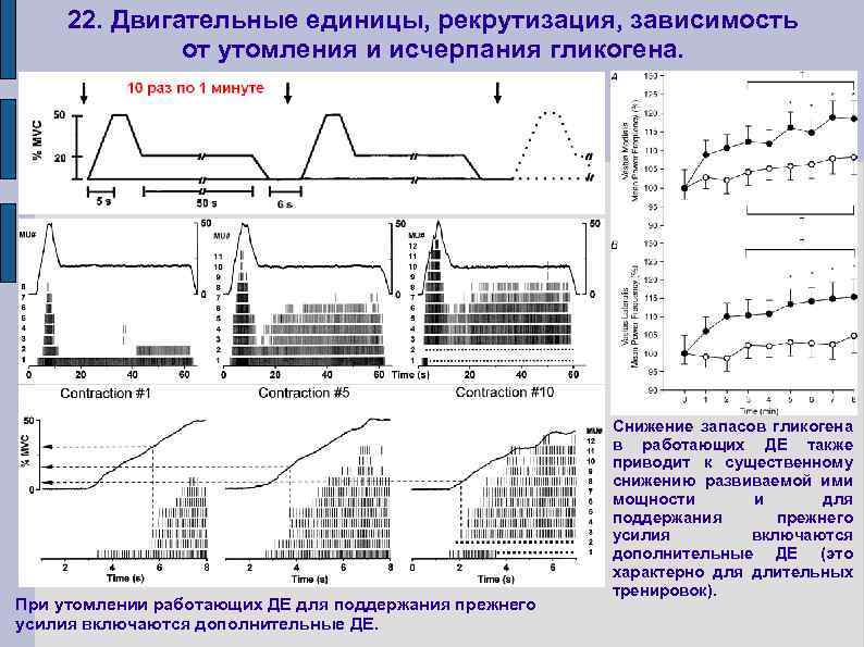 22. Двигательные единицы, рекрутизация, зависимость от утомления и исчерпания гликогена. При утомлении работающих ДЕ
