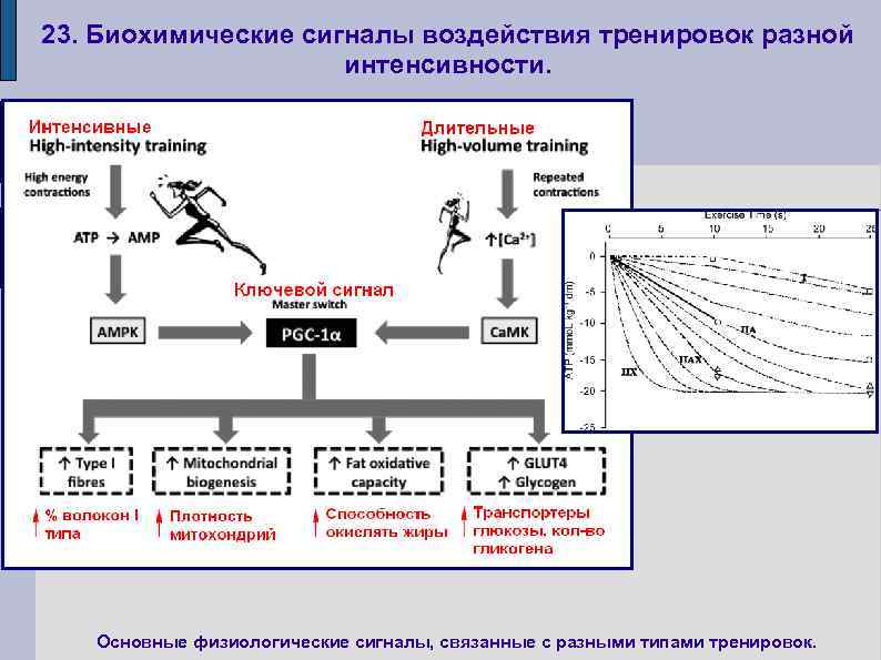 23. Биохимические сигналы воздействия тренировок разной интенсивности. Основные физиологические сигналы, связанные с разными типами