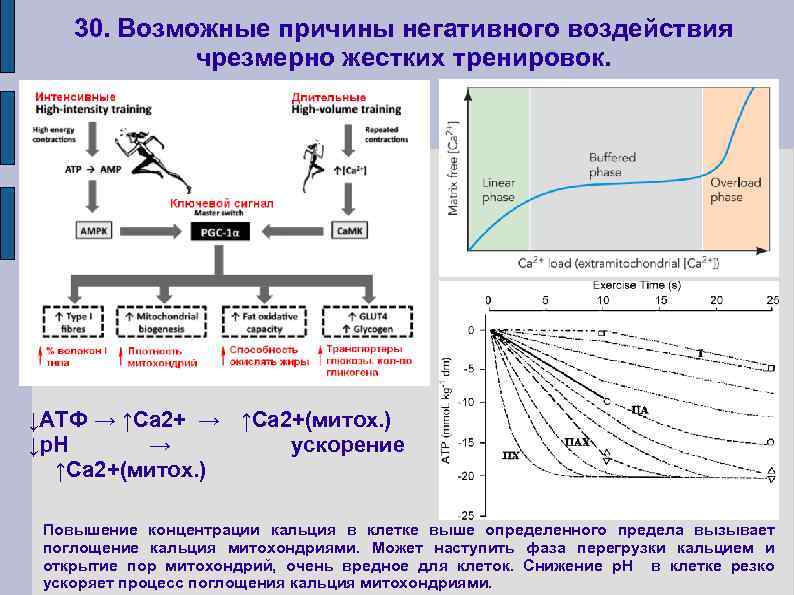 30. Возможные причины негативного воздействия чрезмерно жестких тренировок. ↓АТФ → ↑Ca 2+(митох. ) ↓p.
