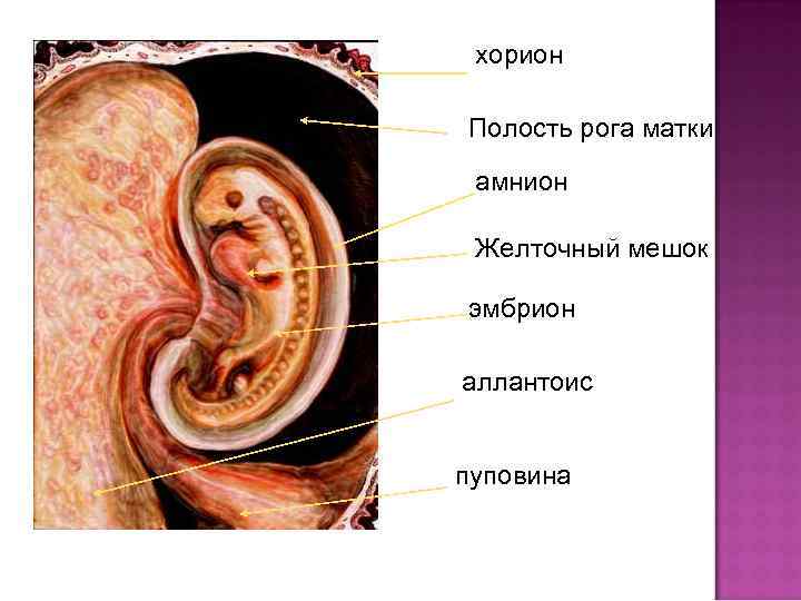 Полости зародыша. Амнион и желточный мешок. Хорион амнион желточный мешок. Желточный мешок и хорион. Полость амниона хориона.