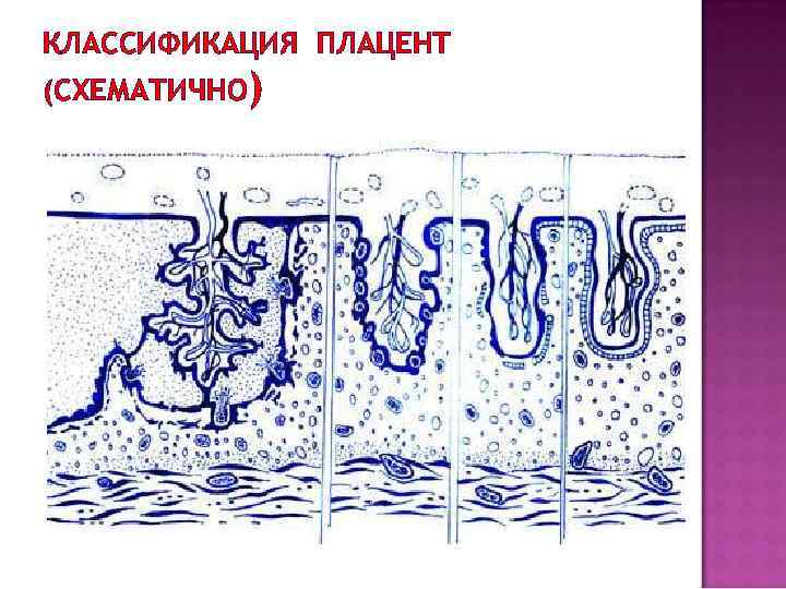 Типы плацент презентация