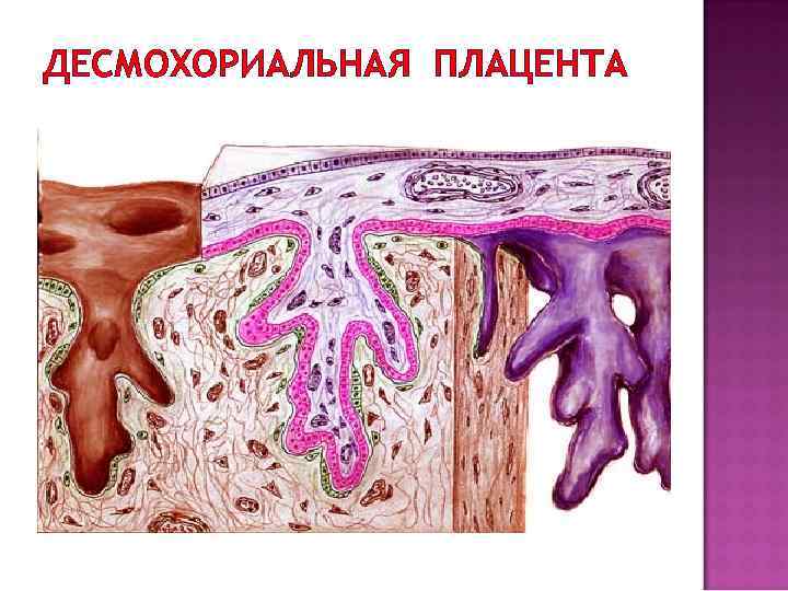 Типы плацент презентация