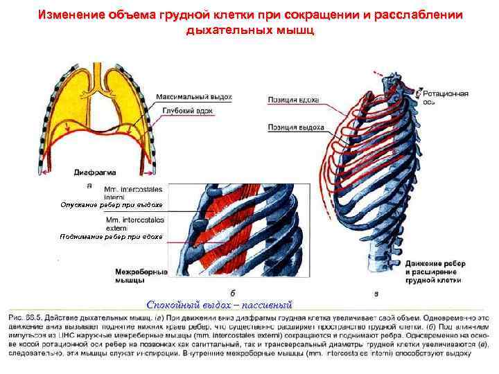Изменение объема грудной клетки при сокращении и расслаблении дыхательных мышц Опускание ребер при выдохе