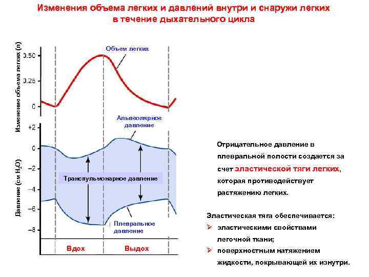 Изменение объема легких (л) Изменения объема легких и давлений внутри и снаружи легких в