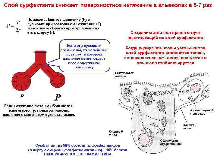 Слой сурфактанта снижает поверхностное натяжение в альвеолах в 5 -7 раз По закону Лапласа,