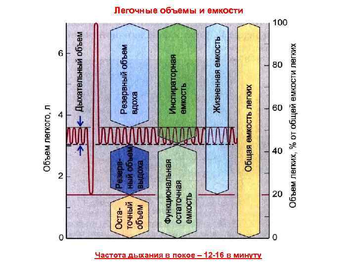 Легочные объемы и емкости Частота дыхания в покое – 12 -16 в минуту 