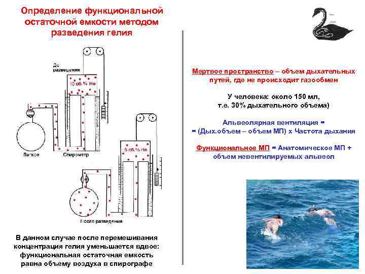 Определение функциональной остаточной емкости методом разведения гелия Мертвое пространство – объем дыхательных путей, где