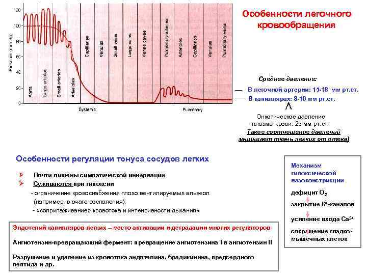 Особенности легочного кровообращения Среднее давление: В легочной артерии: 15 -18 мм рт. ст. В