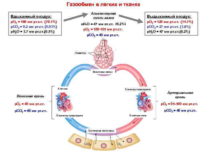 Газообмен в легких и тканях Альвеолярная смесь газов Выдыхаемый воздух: р. Н 2 О