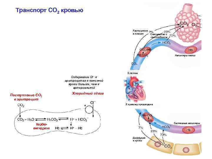 Транспорт СО 2 кровью Растворение в плазме Связывание с гемоглобином Капилляры легких К легким