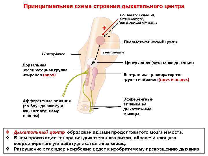 Принципиальная схема строения дыхательного центра Влияния от коры БП, гипоталамуса, лимбической системы + IV